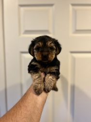 Yorkshire terriers puppies