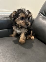 Yorkie puppies ready for your new family