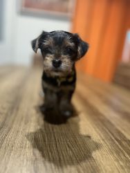 Yorkie Puppies in need of loving home