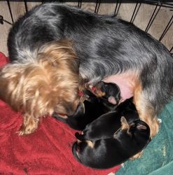 Yorkie babies for you!