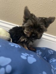 Yorkshire Terrier - Male