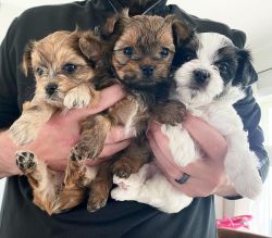 CKC Toy Female Yorkies for Sale
