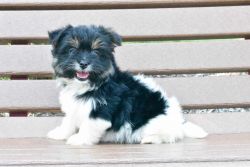 Yorkishire Terrier &Pomeranian Mix Female Puppy Daisy