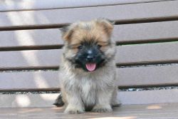 Yorkishire Terrier &Pomeranian Mix Male puppy Donny