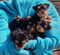 Gorgeous T-Cup Yorkie puppies