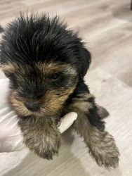 2 yorkie babies ready for forever home