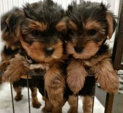 Sweet yorkies puppies