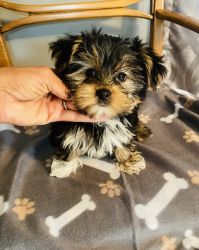 Small Male Yorkies ready now
