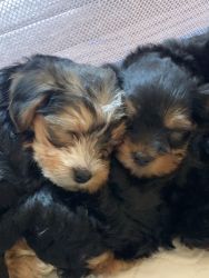 Yorkies ready for some lovin
