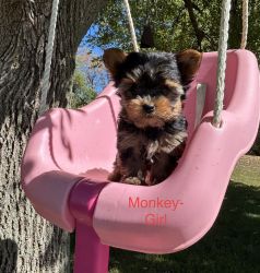 AKC yorkie puppies ready for new home. There are 2 females and 2 males