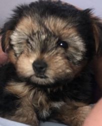 Cute but Handsome Full Breed Yorkshire Terrier