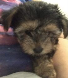 Full Breed Yorkshire Terrier Pup