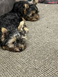 AKC Small Yorkshire Terrier