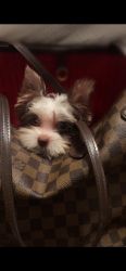 Chocolate Teecup Yorkshire Terrier For Sale