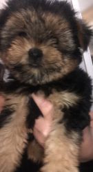 Cute But Handsome Full Breed Yorkshire Terrier