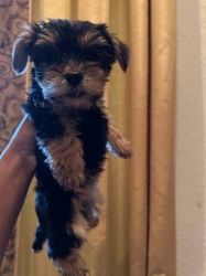 Male and Female Yorkie Puppies for Sale.