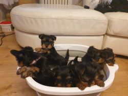 Beautiful puppies Yorkshire Terrier for sale