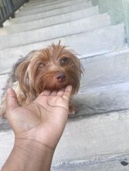 Cute yorkie for sale!