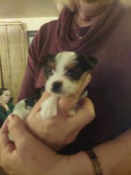 1 Female Gypsy Parti Yorkshire Terriers