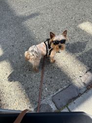 Today ONLY Yorkie for re-home ASAP PLEASE asked more info