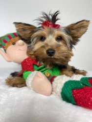 Akc Registered Yorkshire Terrier 3 Males 1 Female READY FUR-EVER HOME