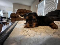 Purebred yorkie puppies are finding a new sweet home.
