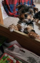 1-Yorkshire Terrier looking for a loving home