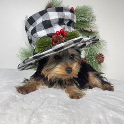 Yorkshire terrier male and female registered puppies
