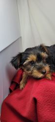 Yorkie Puppies 4 to 7 pounds