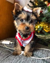 Tcup Yorkshire Terrier Puppies For Sae