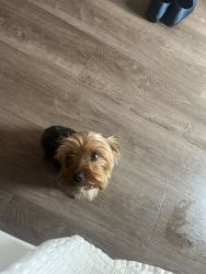 Yorkie for sell