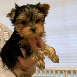 Adorable tea cup Yorkie pups for sale