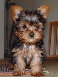 Yorkie babies now available