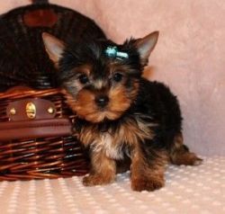 Yorkie Puppies for REHOMING