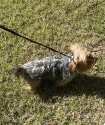 Yorkie 2 years old needs a loving home