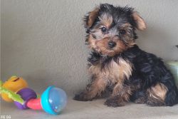 TOY YORKIE PUPPIES FOR SALE