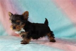 Teacup Yorkshire terrier puppies for sale