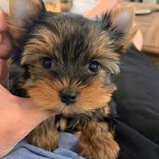 Adorable Yorkshire Terriers now