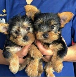 Teacup Yorkshire Terrier puppies