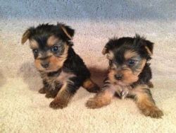 Male and Female Yorkie Puppies For Adoption.