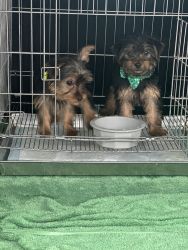 Luvable puppy Yorkies