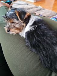 4 month Yorkie Puppy