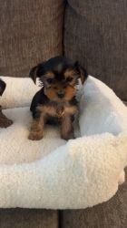 I have two beautiful boy Yorkies for sell ♥️