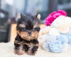 Playful Yorkshire Terrier puppies