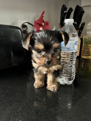 Tiny Registered Male Yorkie Puppy