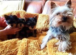 Beautiful mini Yorkshire Terrier Puppies Available.