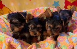 Lovely Purebred Yorkie pups