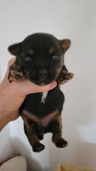 Yorkshire terrier puppy