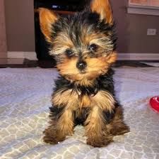 Charming Yorkshire Terriers now
