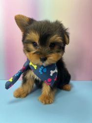 Yorkie Puppy For Sale